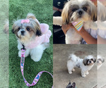 Small Photo #1 Shih Tzu Puppy For Sale in EXETER, CA, USA