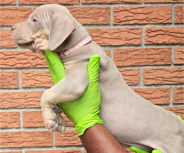 Medium Photo #2 American Bully Puppy For Sale in WALTERBORO, SC, USA
