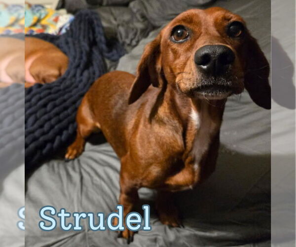 Medium Photo #4 Dachshund Puppy For Sale in San Antonio, TX, USA