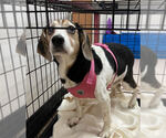 Small #1 Beagle