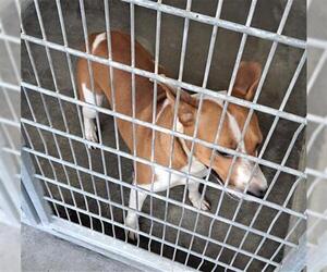 Rat Terrier Dogs for adoption in Texas City, TX, USA