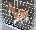 Small Rat Terrier