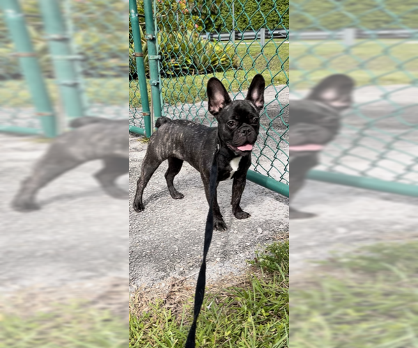 Medium Photo #2 French Bulldog Puppy For Sale in Weston, FL, USA