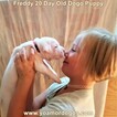 Small Photo #226 Dogo Argentino Puppy For Sale in PINEVILLE, MO, USA