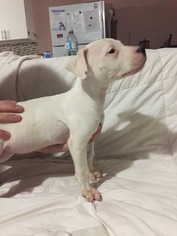 Dogo Argentino Puppy for sale in WESTERVILLE, OH, USA