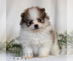 Pomeranian Puppy for sale in MANHEIM, PA, USA