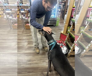 Diamond - Female Doberman Pinscher Dog for Adoption - Photo #26