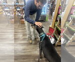 Small #25 Doberman Pinscher