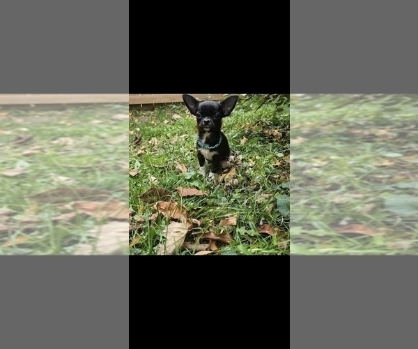 Medium Photo #3 Chihuahua Puppy For Sale in CRAFTON, PA, USA