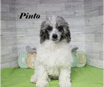 Pinto - Male Poodle (Toy) Puppy for Sale - Photo #19
