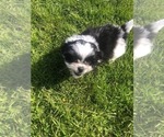 Small Photo #4 Shih Tzu Puppy For Sale in CORVALLIS, OR, USA