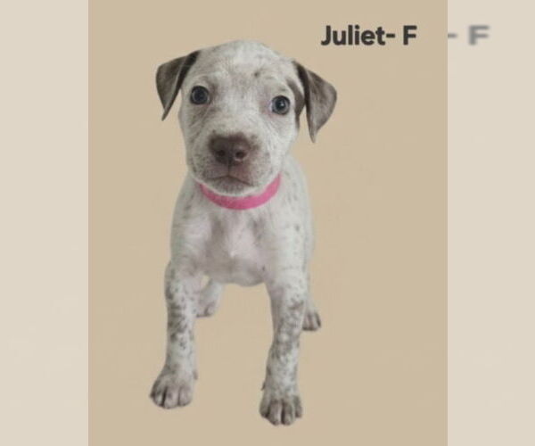 Medium Photo #1 Labrador Retriever Puppy For Sale in Jackson Township, NJ, USA