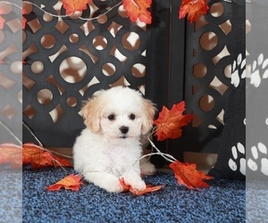 Bichpoo Puppy for sale in MOUNT VERNON, OH, USA