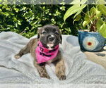 Small #1 Mutt