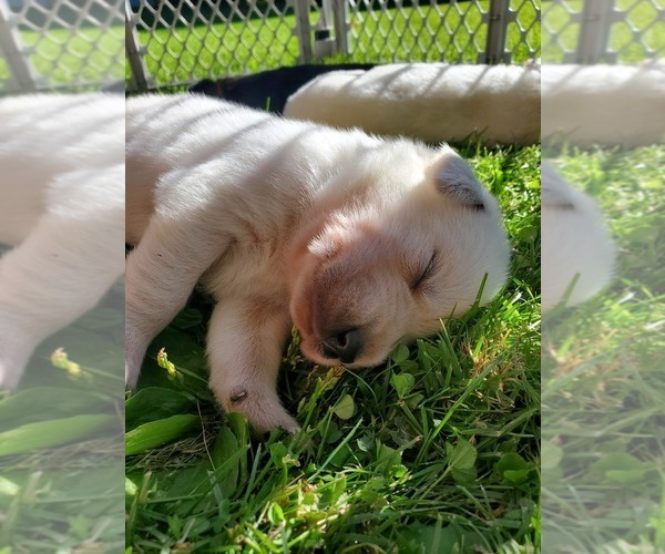 Medium Photo #7 Goberian Puppy For Sale in BEAVER DAM, WI, USA