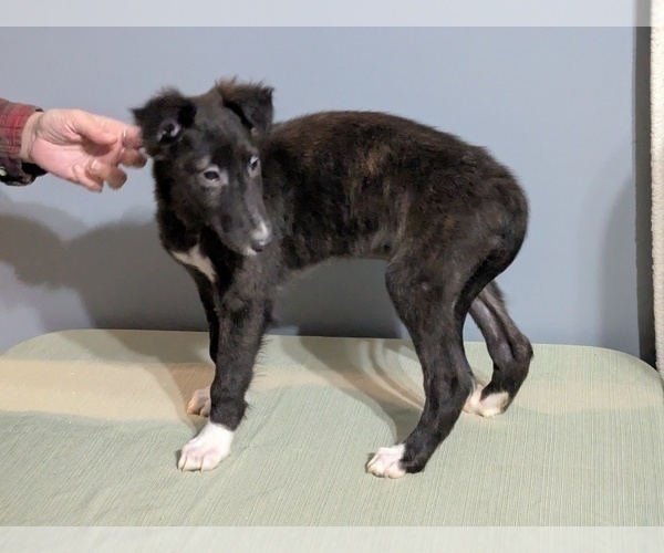 Medium Photo #7 Borzoi Puppy For Sale in FULTON, NY, USA