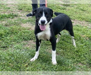 Collie-Unknown Mix Dogs for adoption in Sparta, TN, USA