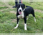 Small Collie Mix