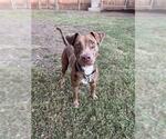 Small #1 Catahoula Leopard Dog Mix
