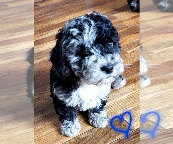 Medium Photo #4 Poodle (Miniature) Puppy For Sale in LEBANON, OR, USA