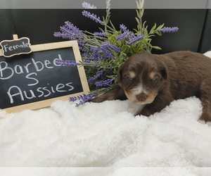 Australian Shepherd Puppy for sale in TAYLOR, TX, USA