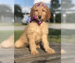 Small Photo #1 Goldendoodle Puppy For Sale in KISSIMMEE, FL, USA