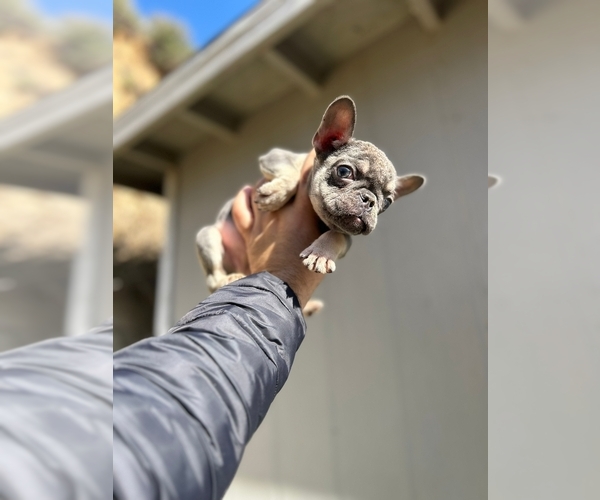 Medium Photo #8 French Bulldog Puppy For Sale in ATHERTON, CA, USA