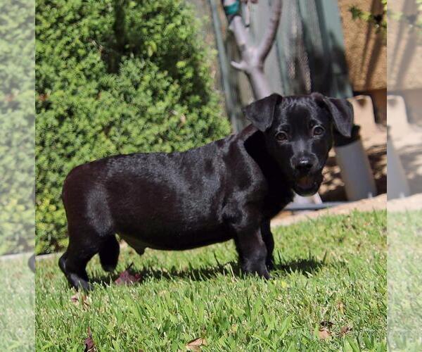 Medium Photo #7 Chihuahua-Unknown Mix Puppy For Sale in San Diego, CA, USA