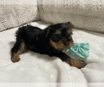 Small Photo #4 Yorkshire Terrier Puppy For Sale in CLOVIS, CA, USA