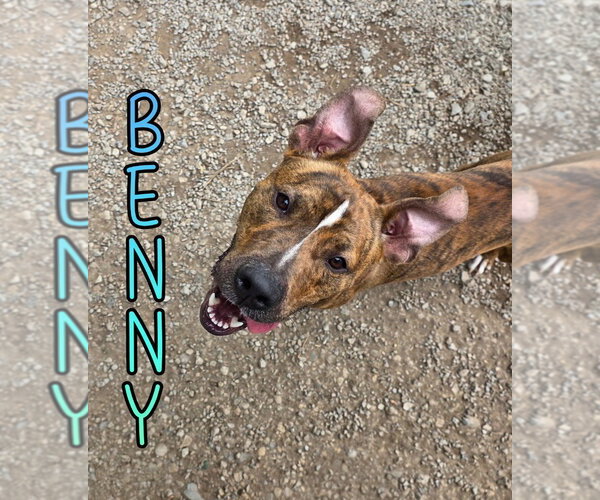 Medium Photo #3 Mutt Puppy For Sale in Port Clinton, OH, USA