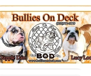 Bulldog Puppy for sale in HOUSTON, TX, USA