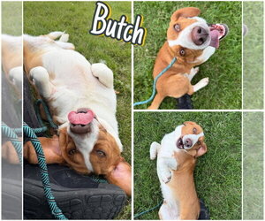 Basset Hound-Unknown Mix Dogs for adoption in Pierceton , IN, USA