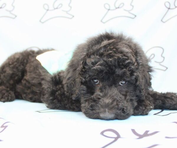 Medium Photo #8 Goldendoodle Puppy For Sale in LAS VEGAS, NV, USA