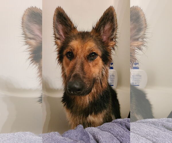 Medium Photo #7 German Shepherd Dog-Unknown Mix Puppy For Sale in Columbus, IN, USA