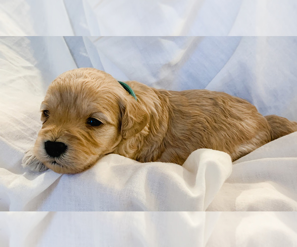 Medium Photo #8 Goldendoodle-Poodle (Toy) Mix Puppy For Sale in LOGAN, UT, USA