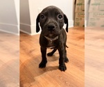 Puppy Grey Pup American Bandogge mastiff