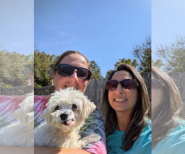 Medium Photo #2 Maltese-Unknown Mix Puppy For Sale in Thomasville, NC, USA