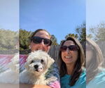 Small #1 Maltese Mix