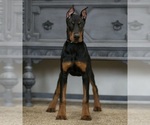 Small Photo #35 Doberman Pinscher Puppy For Sale in WARSAW, IN, USA