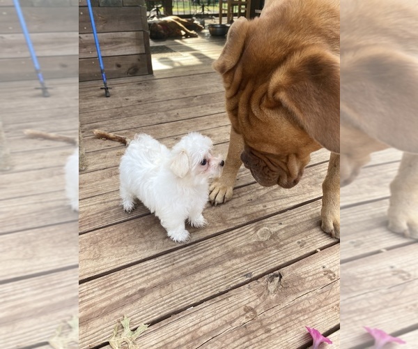 Medium Photo #13 Maltese Puppy For Sale in FREDONIA, KS, USA