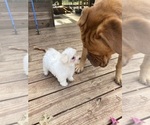 Small #12 Maltese