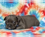 Small #1 French Bulldog