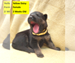 Small #8 German Shepherd Dog