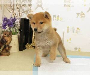 Shiba Inu Puppy for sale in CHICAGO, IL, USA