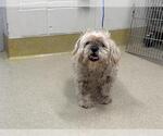 Small Maltipoo (Miniature)