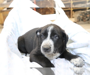 Border Collie-Hangin Tree Cowdog Mix Puppy for sale in SHILOH, OH, USA
