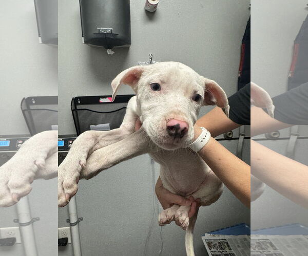 Medium Photo #7 Catahoula Leopard Dog-Unknown Mix Puppy For Sale in Sanford, FL, USA