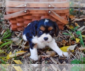 Cavalier King Charles Spaniel Puppy for sale in BARNESVILLE, KS, USA
