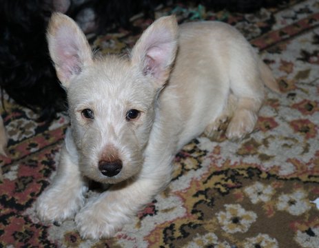 Medium Photo #2 Scottish Terrier Puppy For Sale in EDEN, IN, USA