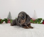 Small #9 Dachshund